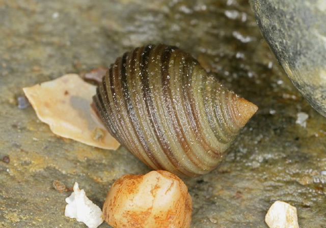 Littorina littorea? Littorinidae