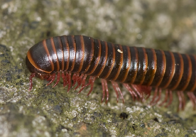 Narceus americanus Spirobolidae