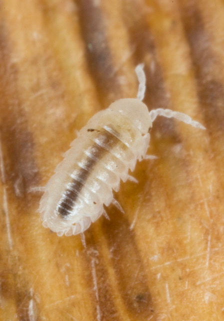 Armadillidium sp. Armadillidiidae