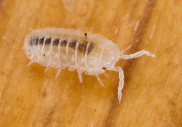 Armadillidium sp. Armadillidiidae