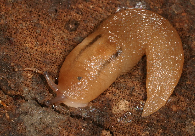 Lehmannia poirieri? Limacidae