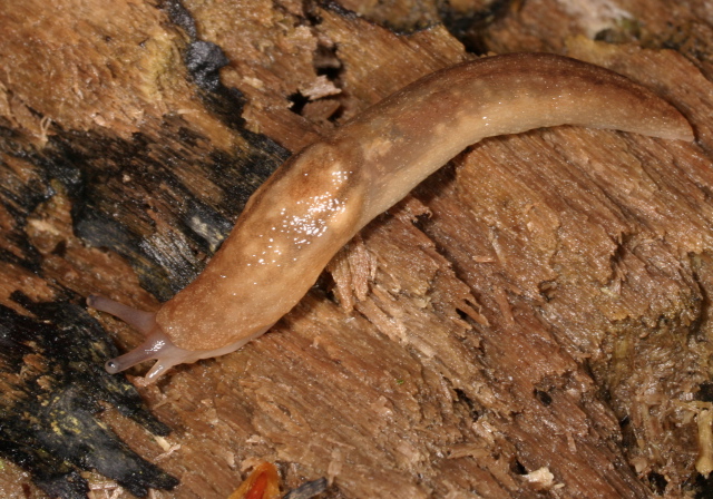 Lehmannia valentiana Limacidae