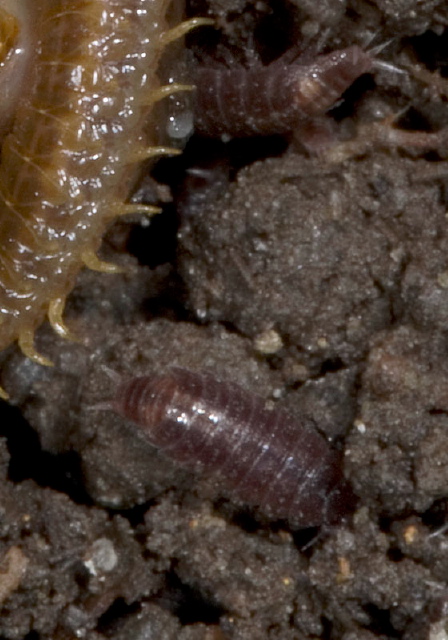   Trichoniscidae
