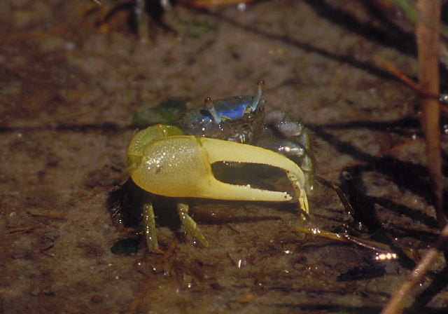 Uca pugnax Ocypodidae