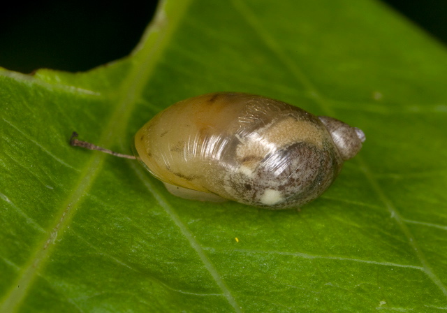 Succinea putris? Succineidae