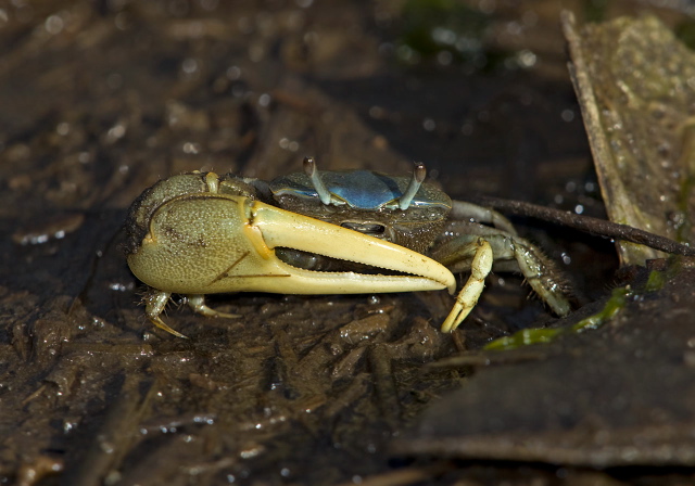 Uca pugnax Ocypodidae