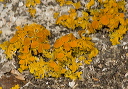 lichen_1839