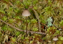 fungus_img_2029