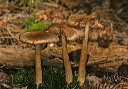 fungus_img_4383