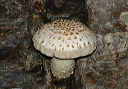 mushroom996