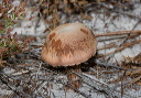 mushroom_4127