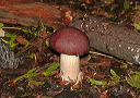 mushroomw_img_2855