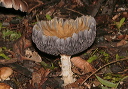 mushroomw_img_2858