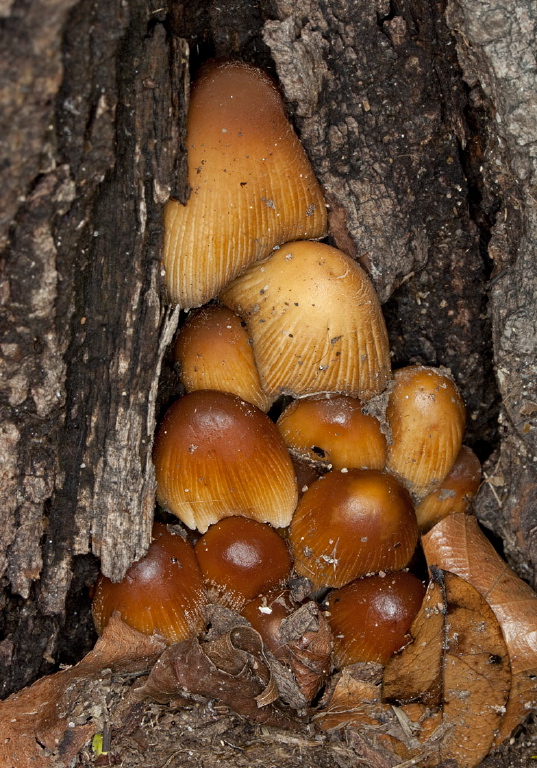 Coprinellus micaceus? Psathyrellaceae?