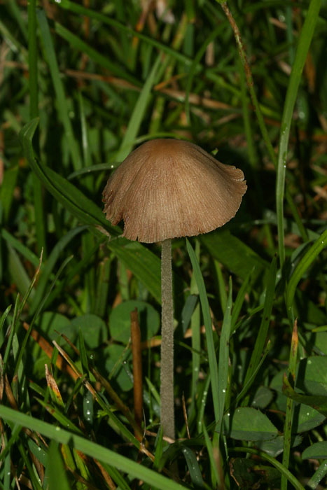 Conocybe albipes? Bolbitiaceae