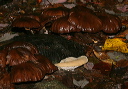 mushroom0185