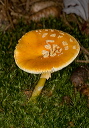 mushroom_1841