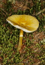 mushroom_1847