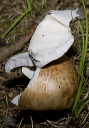 mushroom_2383