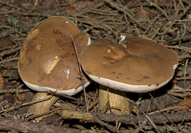 Tylopilus felleus? Boletaceae