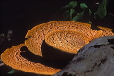 dryad_saddle