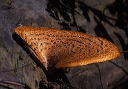 dryad_saddle2