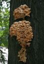 fungus4804