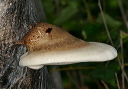 fungus_6123