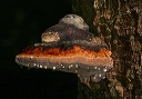 fungus_img_4377