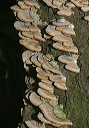 fungus_img_4732