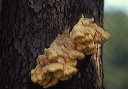 laetiporus_sulphureus