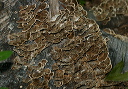 turkey_tail_fungus_6131