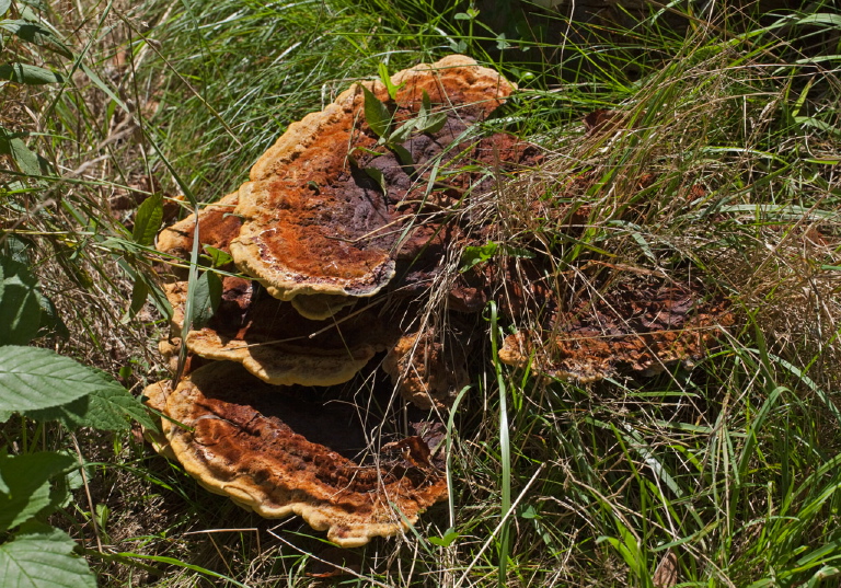 Phaeolus schweinitzii? Fomitopsidaceae