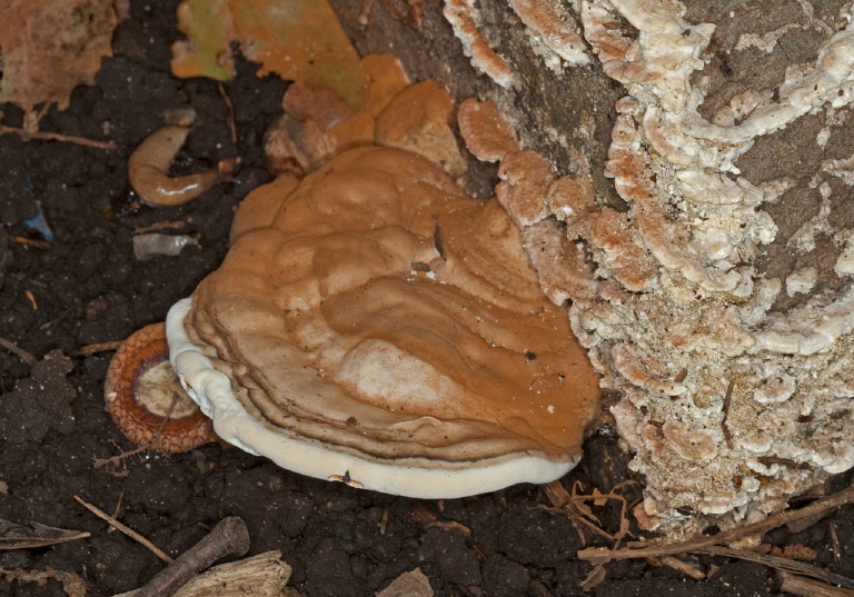 Ganoderma applanatum? Ganodermataceae