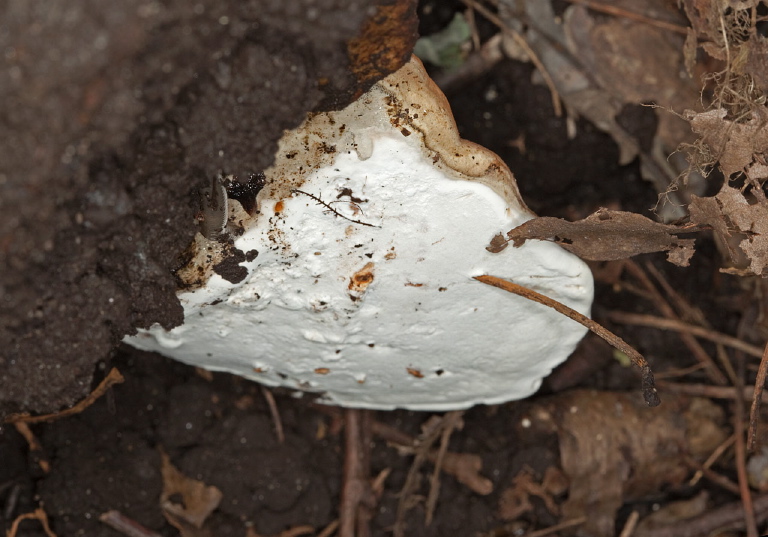 Ganoderma applanatum? Ganodermataceae