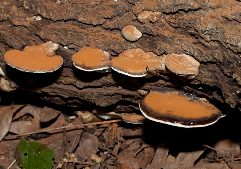 Ganoderma applanatum? Ganodermataceae