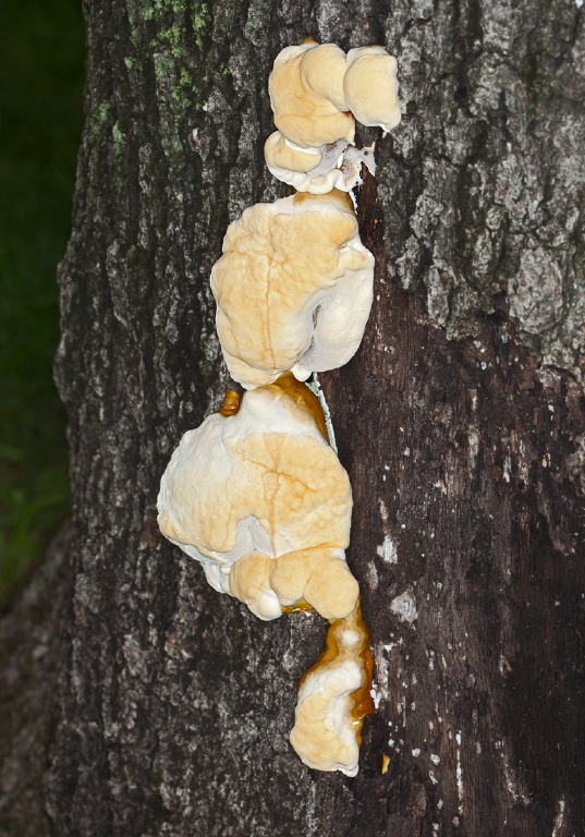 Inonotus sp.?  