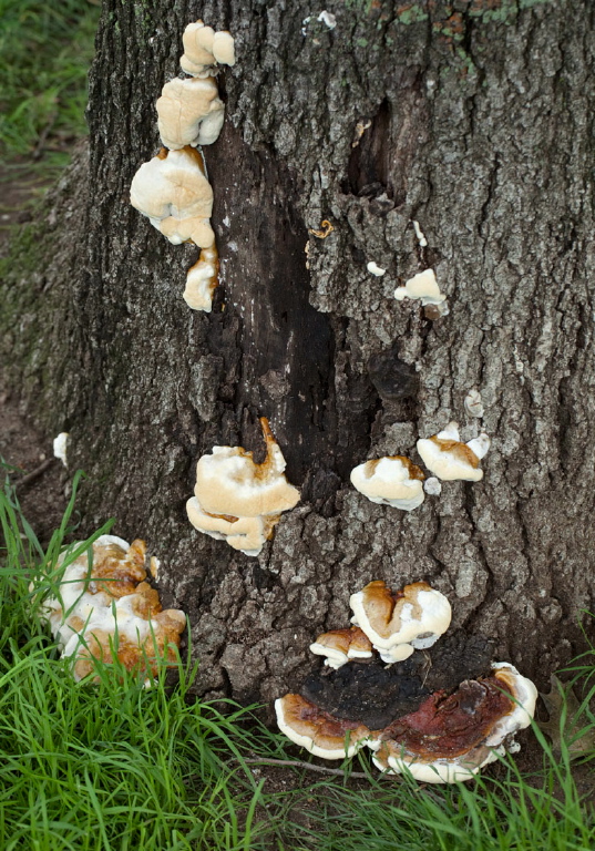 Inonotus sp.?  