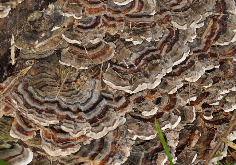 Trametes versicolor Polyporaceae