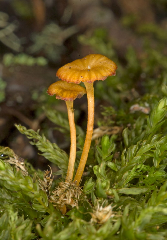 Cantharellus sp.? Cantharellaceae?