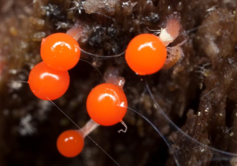 Hemitrichia calyculata? Trichiidae