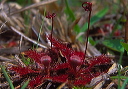 drosera_ga1