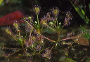 drosera_intermedia_ga2