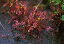 drosera_intermedia_me2