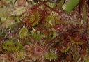 sundew_1132