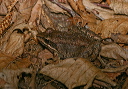 wood_frog718