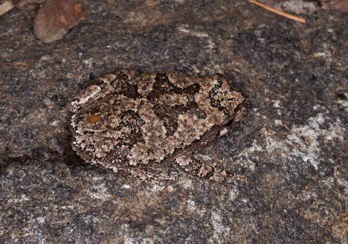 Hyla versicolor Hylidae
