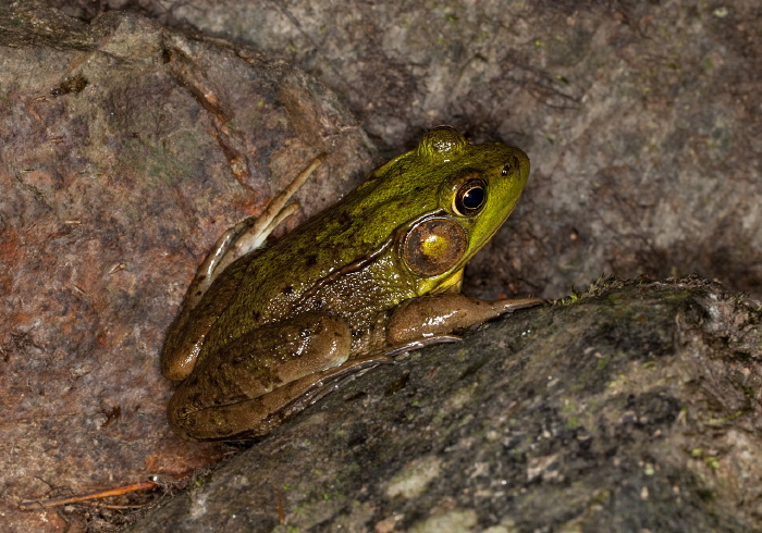 Lithobates clamitans Ranidae