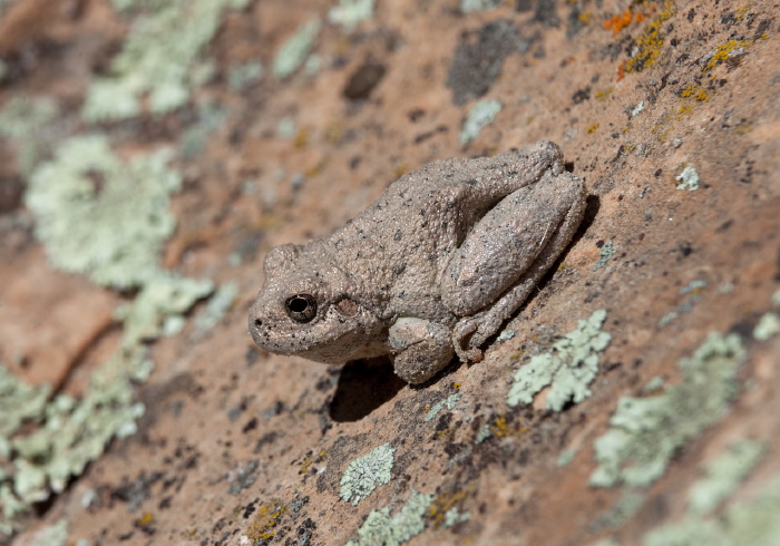 Hyla arenicolor Hylidae