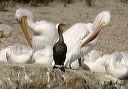 img_6974_pelican